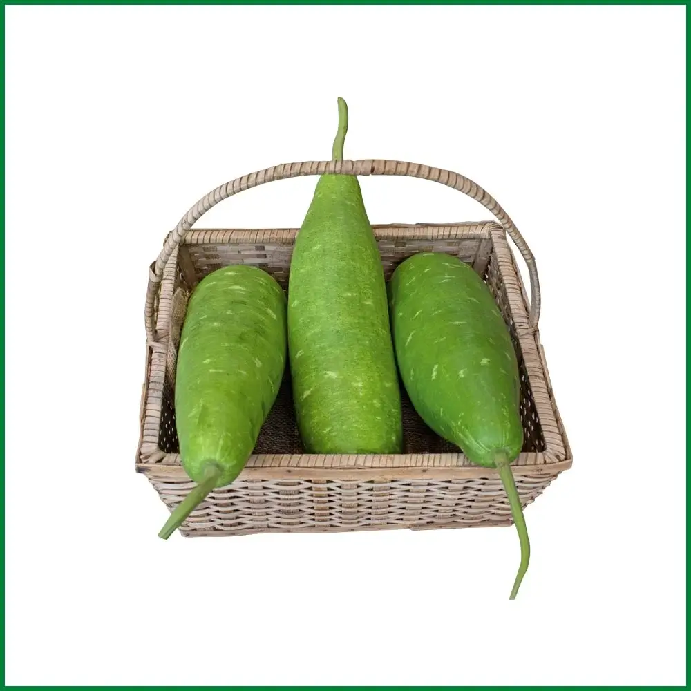 Bottle Gourd